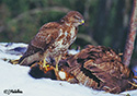 Buteo buteo